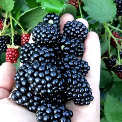 Ежевика ПОЛАР бесшипная  в Рогачеве