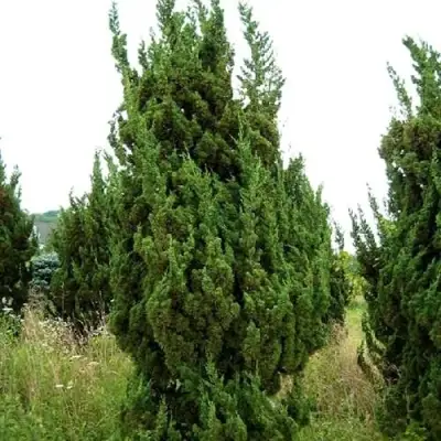 Можжевельник КАЙЗУКА китайский в Рогачеве