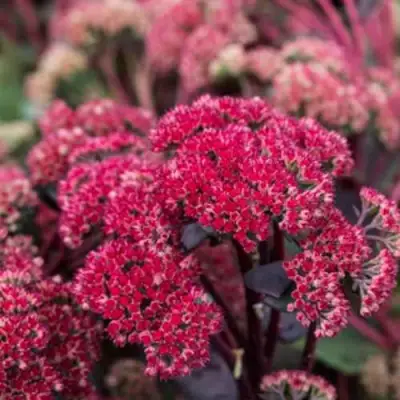 Очиток (седум) РЕД КАУЛИ в Рогачеве