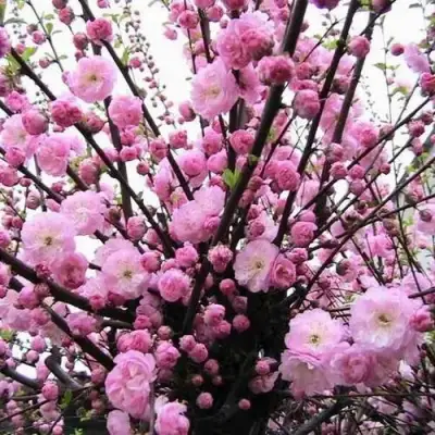 Миндаль ТРЁХЛОПАСТНЫЙ (луизеания) в Рогачеве