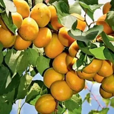 Абрикос БРЯНСКИЙ РАННИЙ в Рогачеве