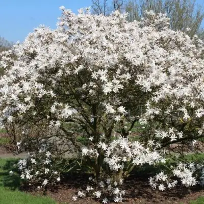 Магнолия КОБУС в Рогачеве