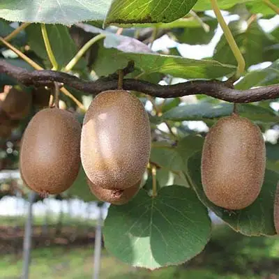 Актинидия ЗАКАРПАТЬЕ киви в Рогачеве