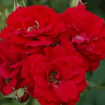 Роза ЧАМПЛЕЙН флорибунда в Рогачеве