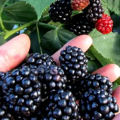 Ежевика ЭВЕРГРИН бесшипная  в Рогачеве