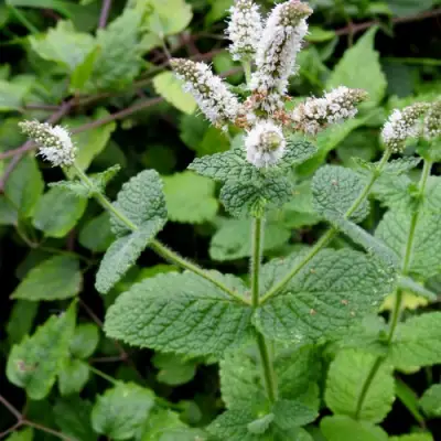 Мята яблочная в Рогачеве