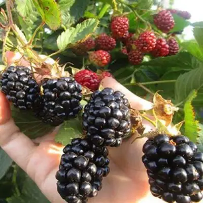 Ежевика НАВАХО бесшипная  в Рогачеве