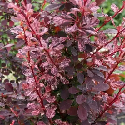 Барбарис РОУЗ ГЛОУ тунберга в Рогачеве