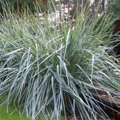 Элимус БЛЮ ДЮН песчаный в Рогачеве