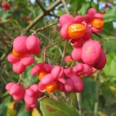 Бересклет ЕВРОПЕЙСКИЙ в Рогачеве