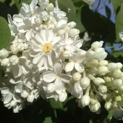 Сирень РОЧЕСТЕР в Рогачеве