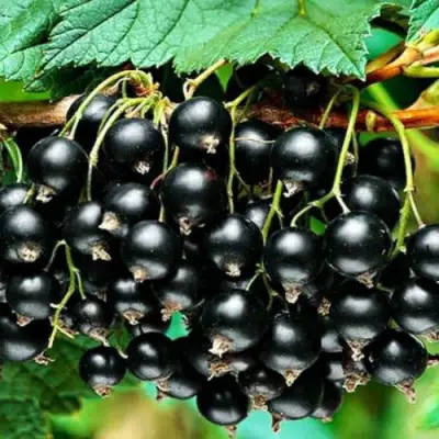 Смородина черная АТЛАНТ в Рогачеве