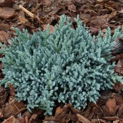 Можжевельник БЛЮ СПАЙДЕР чешуйчатый в Рогачеве