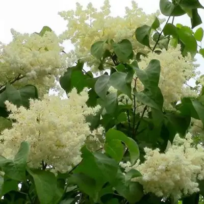 Сирень АМУРСКАЯ в Рогачеве