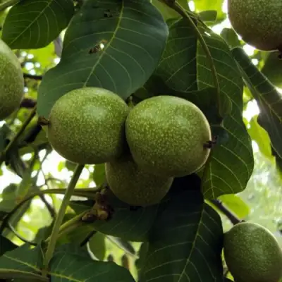 Грецкий орех ПИНСКИЙ в Рогачеве