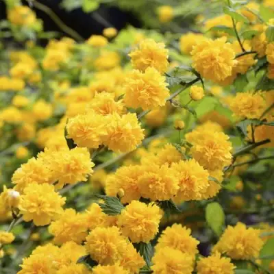 Керрия японская АУРЕОВАРИЕГАТТА в Рогачеве