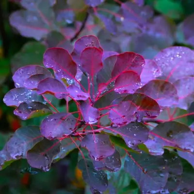 Скумпия ГРЕЙС в Рогачеве