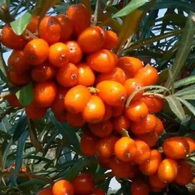 Облепиха ПЛАМЕННАЯ в Рогачеве