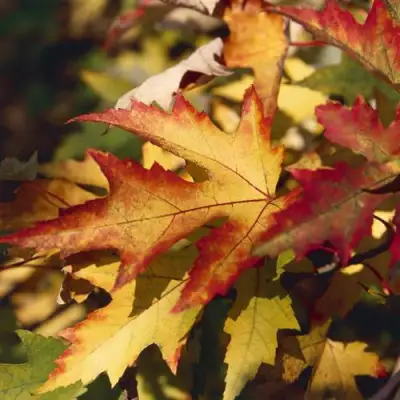 Клен серебристый в Рогачеве