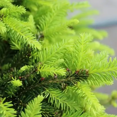 Ель НИДИФОРМИС обыкновенная в Рогачеве