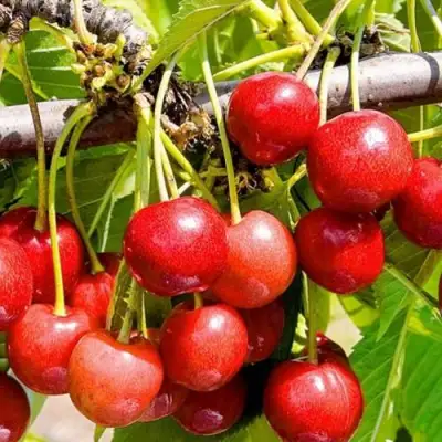 Черешня БЮТТНЕРА КРАСНАЯ в Рогачеве