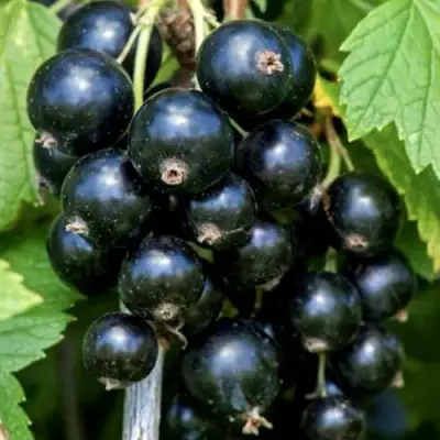 Смородина чёрная СЕЛЕЧЕНСКАЯ в Рогачеве