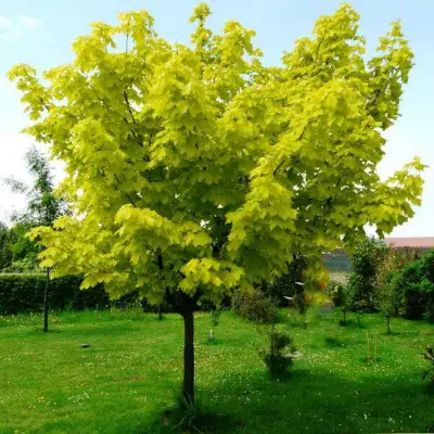 саженцы клен