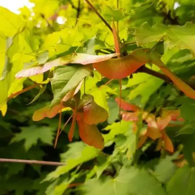 Клен ложноплатановый в Рогачеве