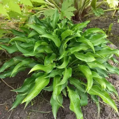 Хоста ГАРРИ ВАН ТРИЕР в Рогачеве