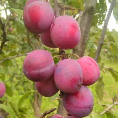 Слива ЭДИНБУРГСКАЯ в Рогачеве