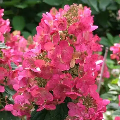 Гортензия МЕГА МИНДИ метельчатая в Рогачеве