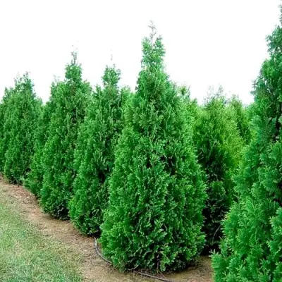 Туя СПИРАЛИС западная в Рогачеве