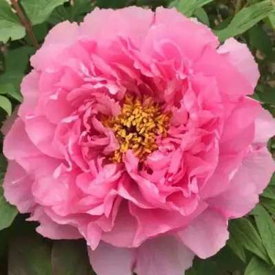 Пион РОЗОВЫЙ ЛОТОС древовидный в Рогачеве