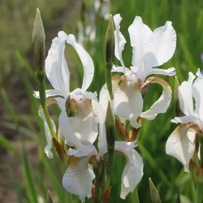 Ирис АЛЬБА сибирский в Рогачеве