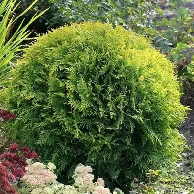 Туя ЕЛЛОУ ГЛОБ западная в Рогачеве