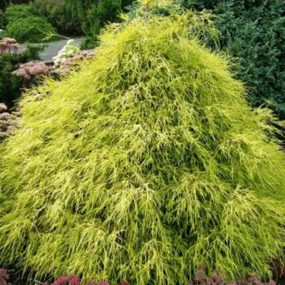 Кипарисовик ФИЛИФЕРА АУРЕА горохоплодный в Рогачеве