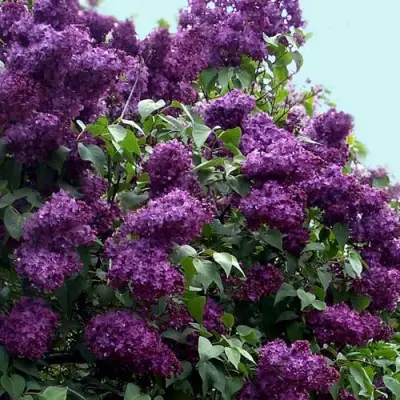 Сирень ИНДИЯ в Рогачеве