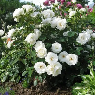 Роза АЛАБАСТЕР флорибунда в Рогачеве