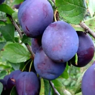 Слива ПЕРДРИГОН в Рогачеве