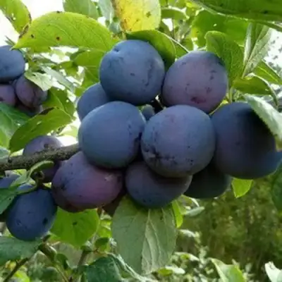 Слива КРОМАНЬ в Рогачеве