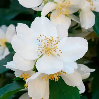 Жасмин ЮСТИНКА в Рогачеве