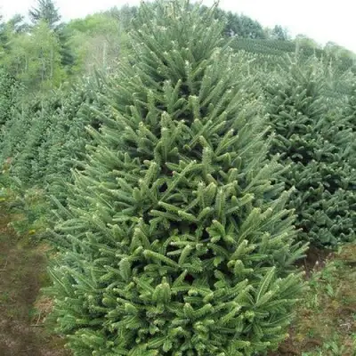 Пихта ФРАЗЕРА в Рогачеве