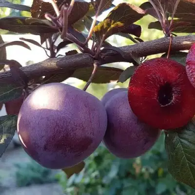 Слива ПАННА в Рогачеве