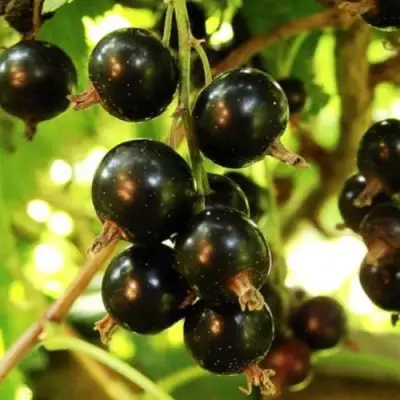 Смородина чёрная НАРА в Рогачеве