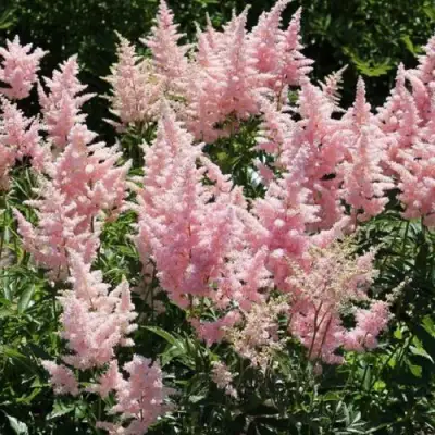 Астильба ГЛИТТЕР ЭНД ГЛАМУР китайская в Рогачеве