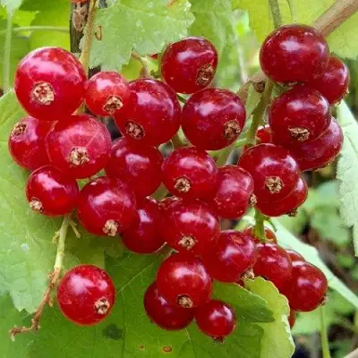 Смородина красная РОНДОМ в Рогачеве