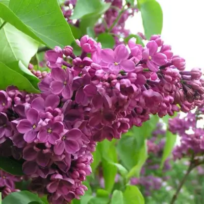 Сирень ДЕНЬ ПОБЕДЫ в Рогачеве