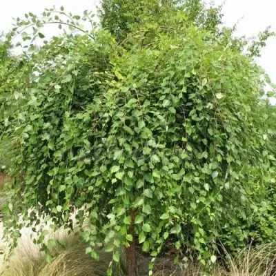 Береза САММЕР КАСКАД черная в Рогачеве