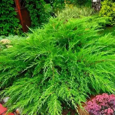 Можжевельник МИНТ ДЖУЛЕП средний в Рогачеве