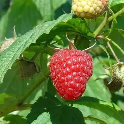 Малина КВЕЛЛИ в Рогачеве